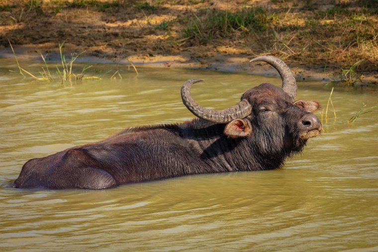 117 Yala NP, waterbuffel.jpg